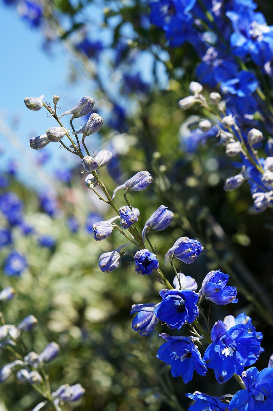 Belladona, Flor, Naturaleza, Jardín, azul oscuro, planta, crecimiento,  púrpura, fragilidad, planta floreciendo | Pxfuel