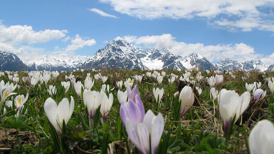 風景写真, 白, 紫, クロッカス, アルプス, 雪山, 花, 牧歌的な, 花の草原, 野生の花