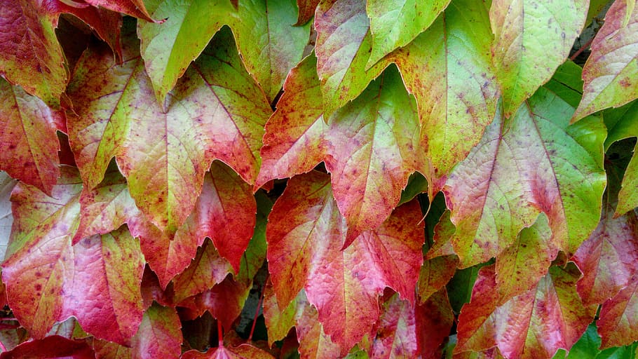 hojas rojas y verdes, hojas, otoño, naturaleza, planta, temporada, jardín, parque, en la corte de, textura