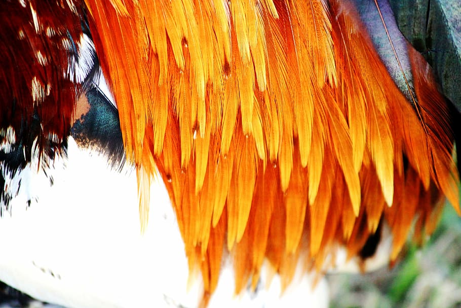 rooster feathers, hahn, feather, kauai, orange, animal, close-up, animal themes, one animal, day