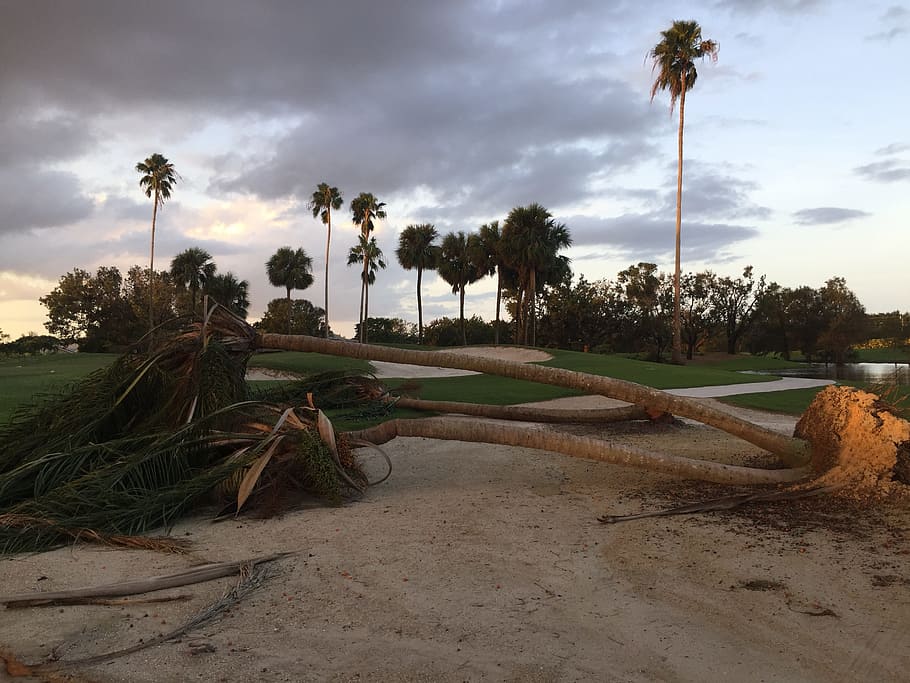 hurricane, storm damage, storm, damage, nature, tree, environment, uprooted, palm tree, wreckage