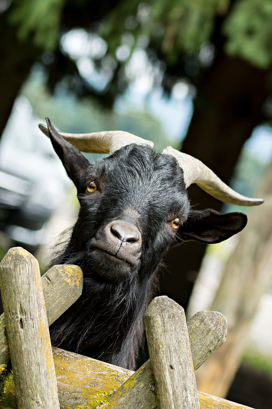 black, goat, brown, wooden, board, bock, billy goat, curious, horns, animal