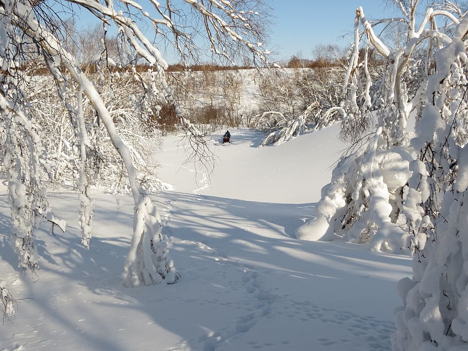 冬, 冬の森, 霜, 雪, 雪の吹きだまり, 木, 氷河作用, 氷の地殻, ナスト, 寒さ