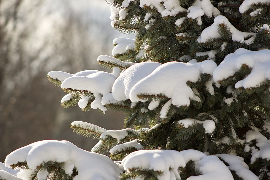 snow, covered, green, leaf tree, winter, cold, nature, tree, outdoors, pine