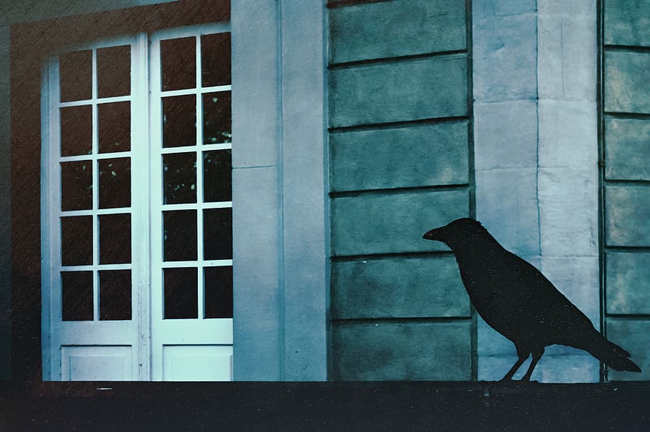 cuervo, pájaro, animal, sombras, oscuridad, carril, edificio, pared, exterior, fachada