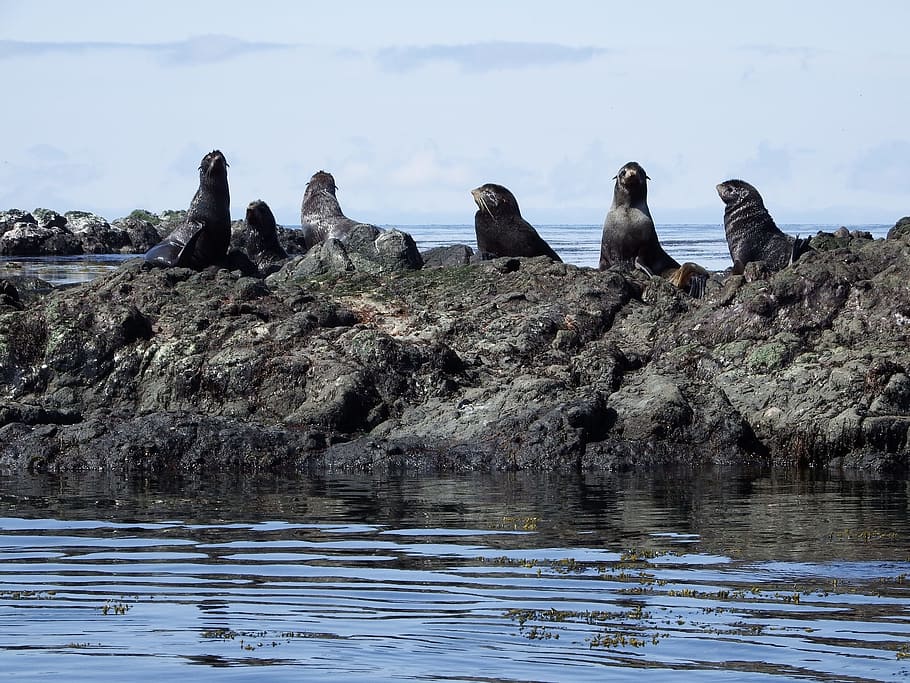 navy seals, rookery, sea, harem, sea ​​stones, calm, seascape, beach, vacation, sea ​​shore