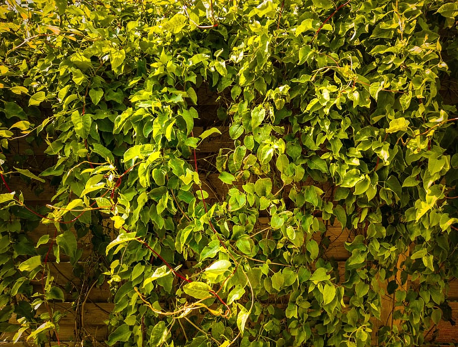 アイビー 植物 テクスチャ 自然 緑 茶色 資産 植物の部分 葉 緑の色 Pxfuel
