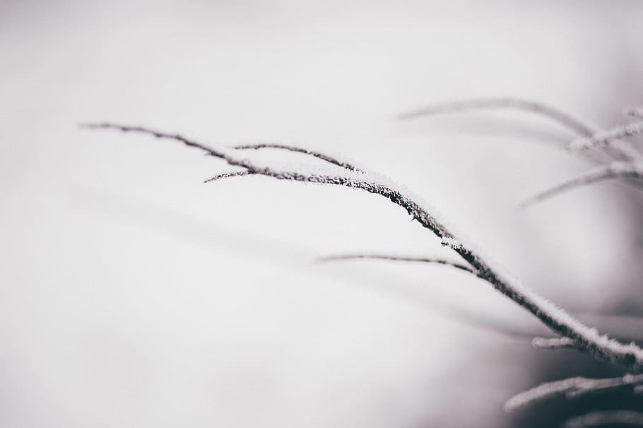 árbol, rama, nieve, invierno, frío, clima, sin gente, enfoque selectivo, primer plano, foto de estudio