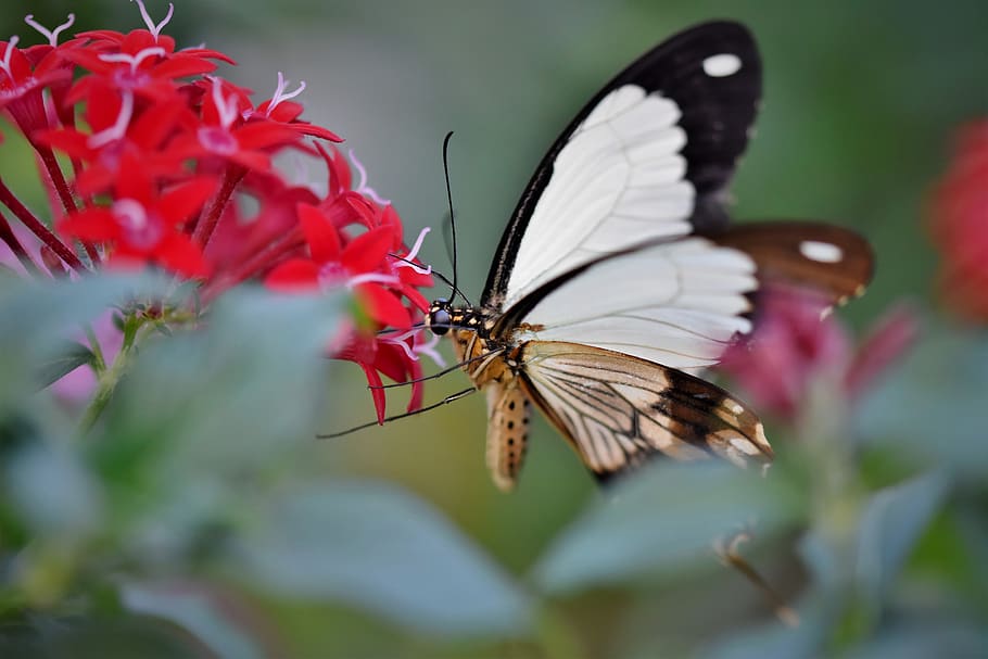 kupu-kupu, kupu-kupu tropis, eksotis, serangga, sayap, bunga, sayap binatang, tema binatang, tanaman berbunga, hewan