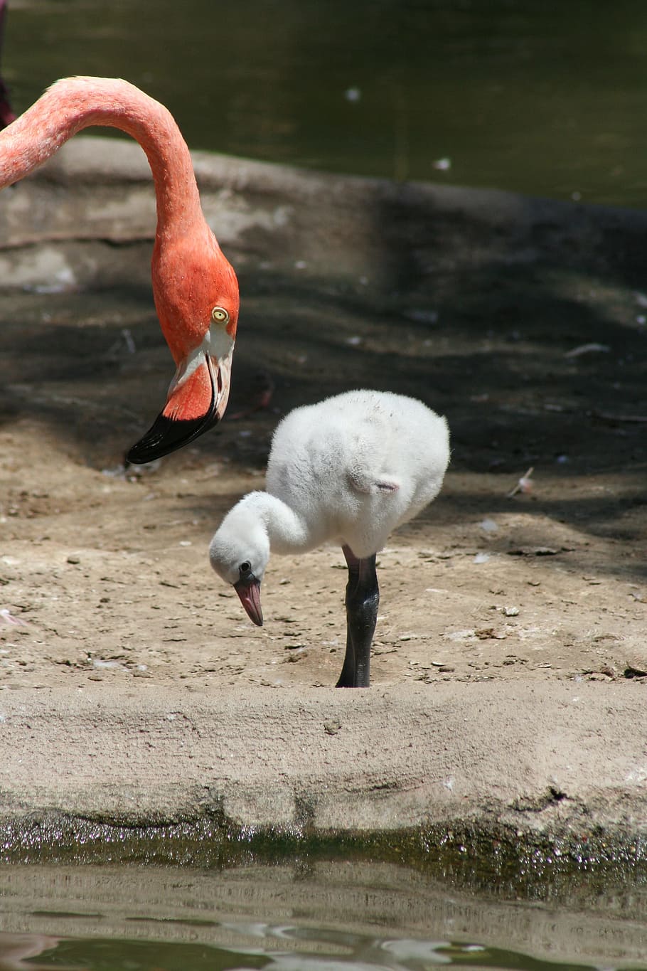 vermelho, pássaro flamingo, em pé, branco, flamingo, pássaro branco, incipiente, mãe, bebê, rosa