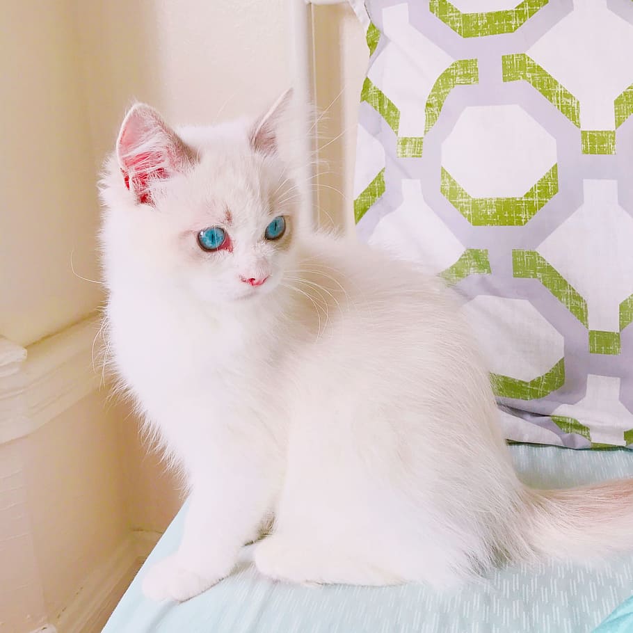 子猫 猫 ラグドール 動物 青い目 白い毛皮 ペット 飼い猫 一匹 動物のテーマ Pxfuel