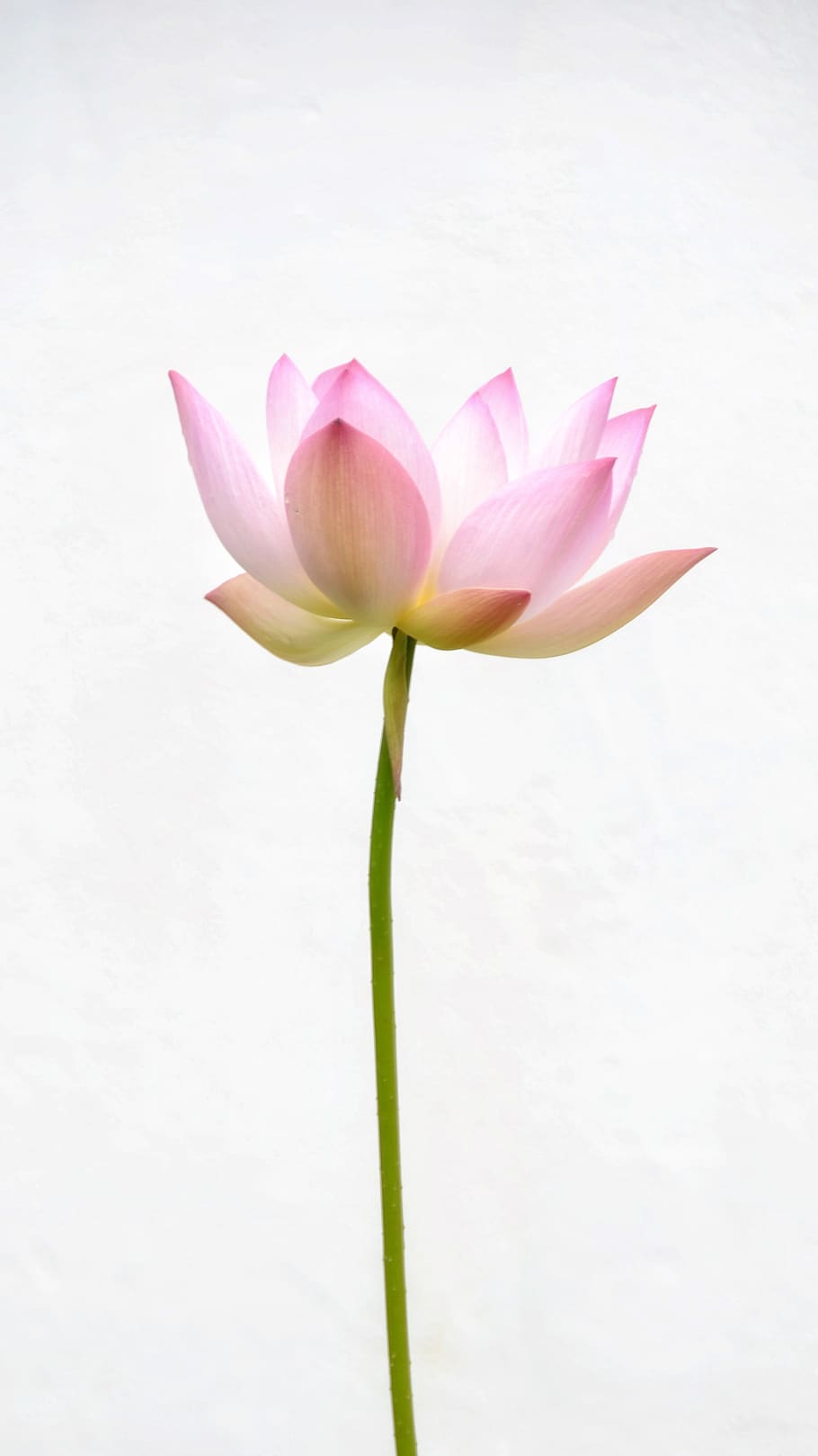 flower, red, lotus, zen, nature, plant, blossom, peace, relaxation, flowering plant