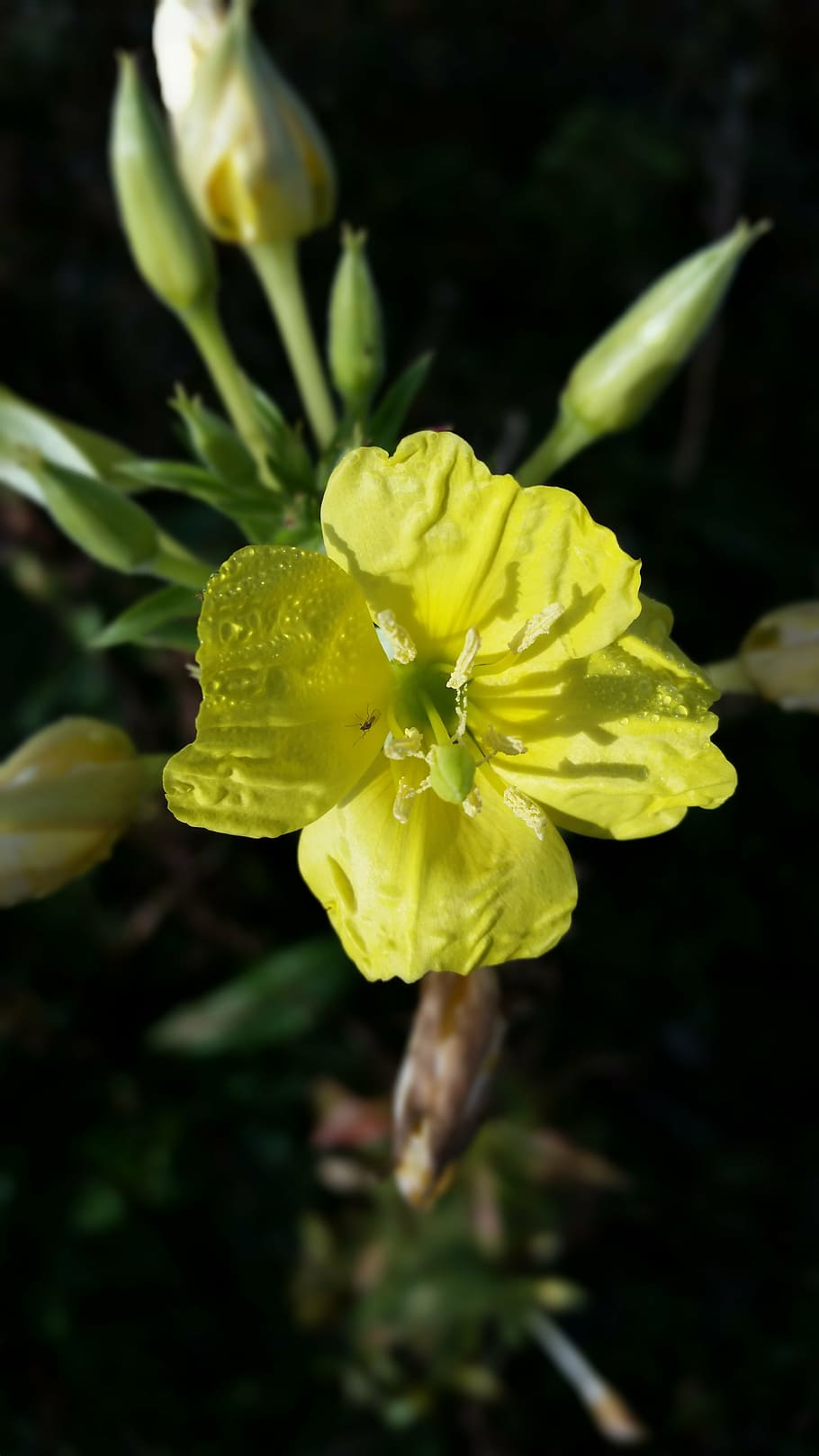 yellow wild flowers, close, nature, small, bloom, 5 petals, plant, herb, flower, fragility