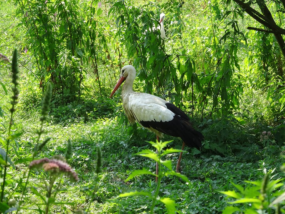 black, white, standing, grass field, daytime, Nature, Animal Park, Bird, cicogne, animals