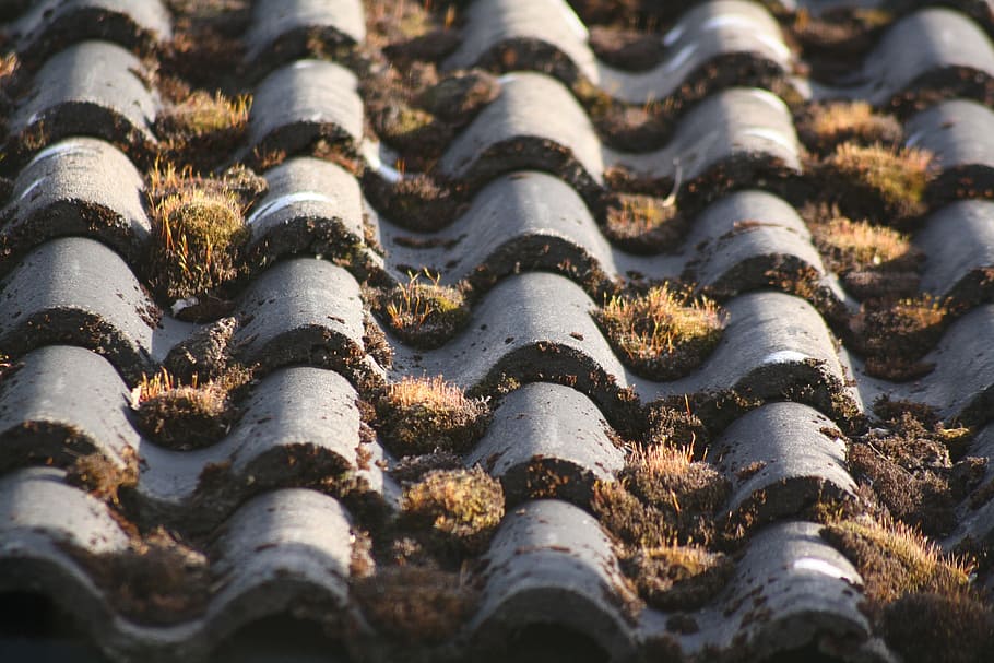 tile, roof, roofing, in row and member, regulation, selective focus, pattern, day, close-up, nature