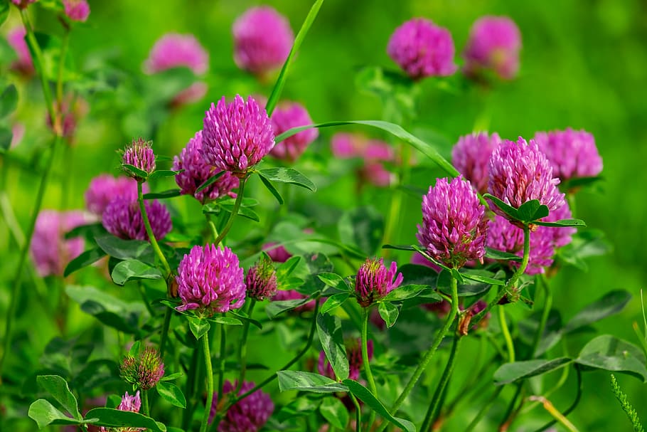 pink petaled flowers, klee, blossom, bloom, purple, red clover, trifolium pratense, plant, fodder plant, pointed flower