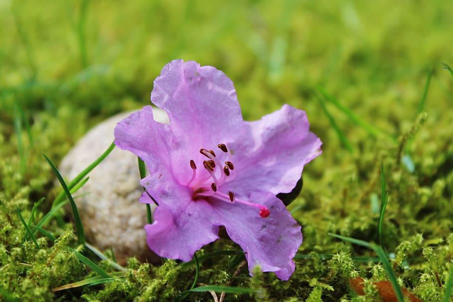 azalea, flor, florecer, púrpura, rosado, flor morada, naturaleza,  primavera, cerrar, verde | Pxfuel
