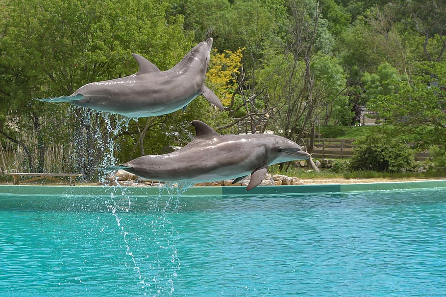 two, grey, dolphins, blue, body, water, green, leafed, trees, dolphin