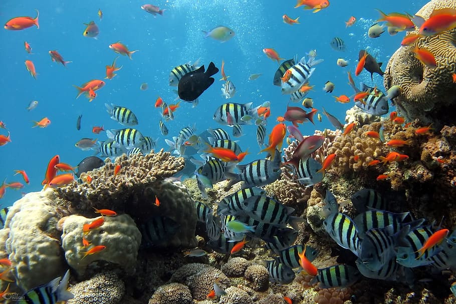 shoal, fish, sea, aquarium, fish tank, coral reef, reef, underwater, animal wildlife, water