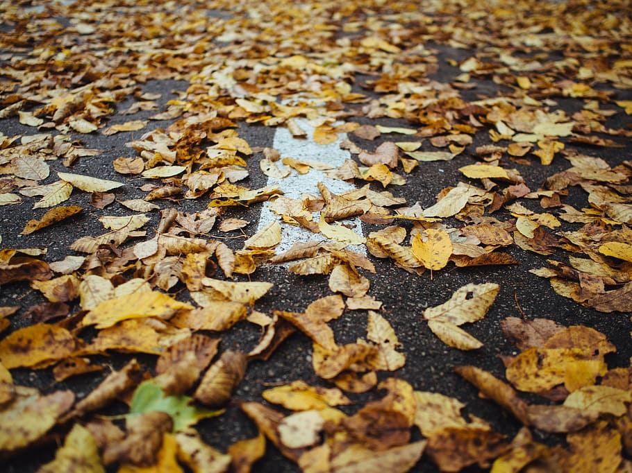brown, leafed, plants, pavement, dried, leaves, gray, concrete, autumn, fall