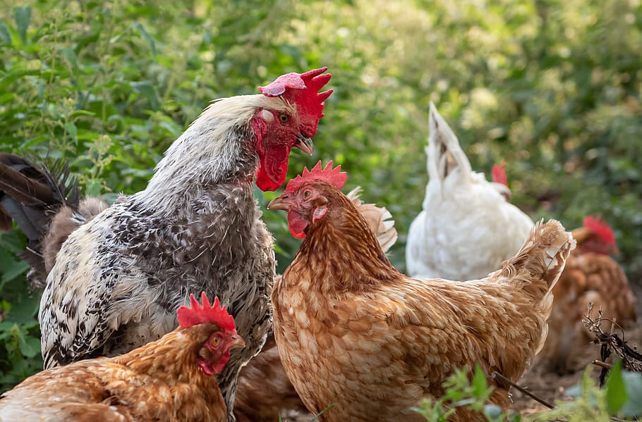 pollos, granja, caño, feria de arte, por supuesto, gallinas, hahn, armonioso, aves de corral, agricultura