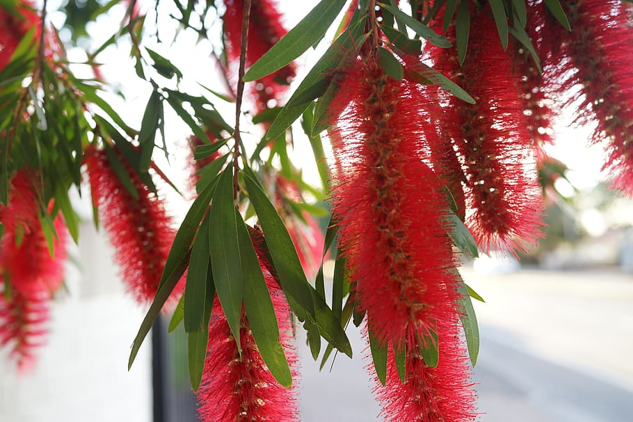 ボトルブラシの花 赤 植物 自然 環境 南オーストラリア州 アデレード 屋外 成長 植物の部分 Pxfuel