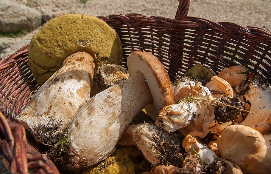 mushrooms, ceps, sheep's feet, pick, fall, basket, food, food and drink, container, close-up