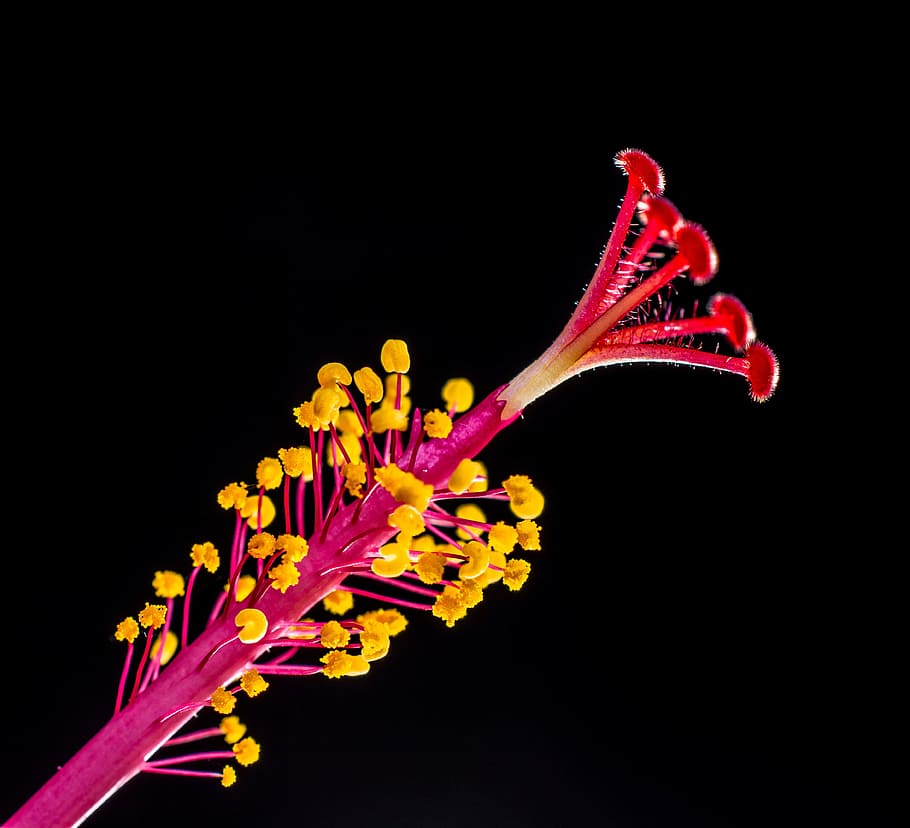 pistilo, hibisco, flor, floración, rojo, malvavisco, malva, malváceas, fondo negro, foto de estudio