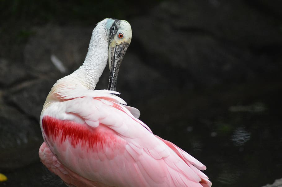 bird, plumage, spatula, eye, beak, pink, white, smooth, feathers, neck