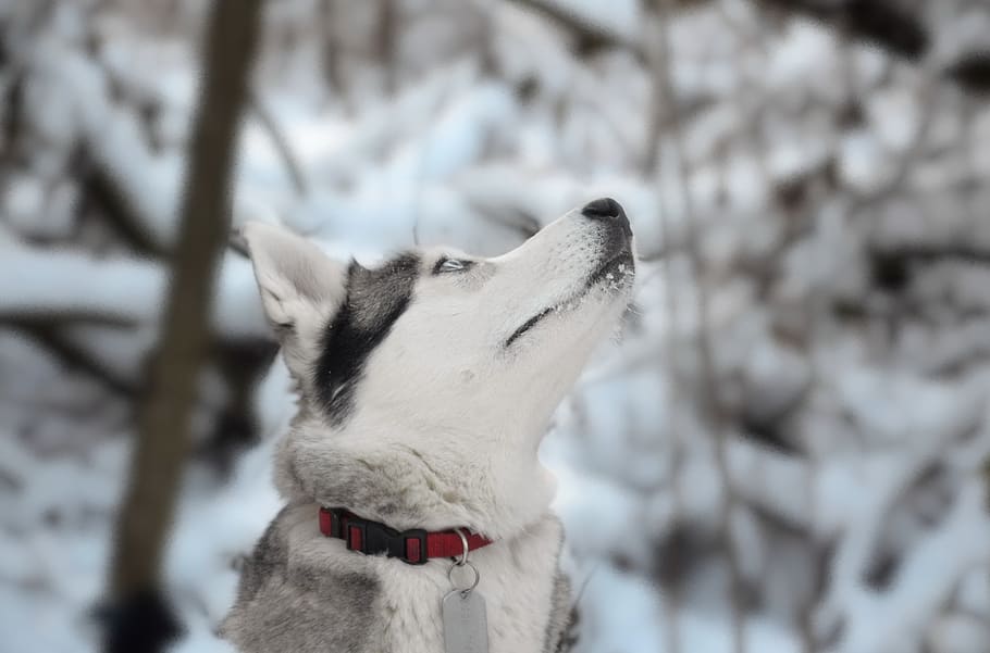 anjing, siberia, serak, potret, salju, hutan, profil, pemandangan, musim dingin, moncong
