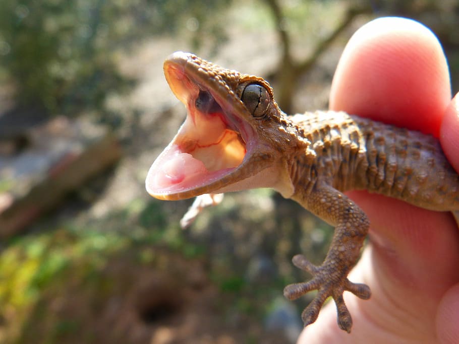Cry, Open, Mouth, Gecko, Lizard, Reptile, open mouth gecko, detail, hand, one animal