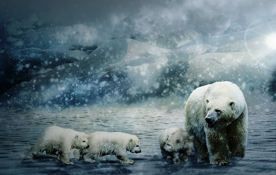 polar, bear, babies, snow field, polar bear, animal world, wild animal, mammal, family, nature