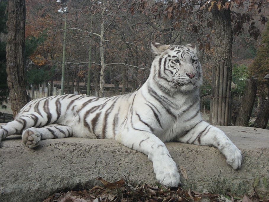 Retroescavadeira, Tigre, Animal, Branco, Peles, a baía de Bengala, raro, jardim zoológico, natureza, mamífero