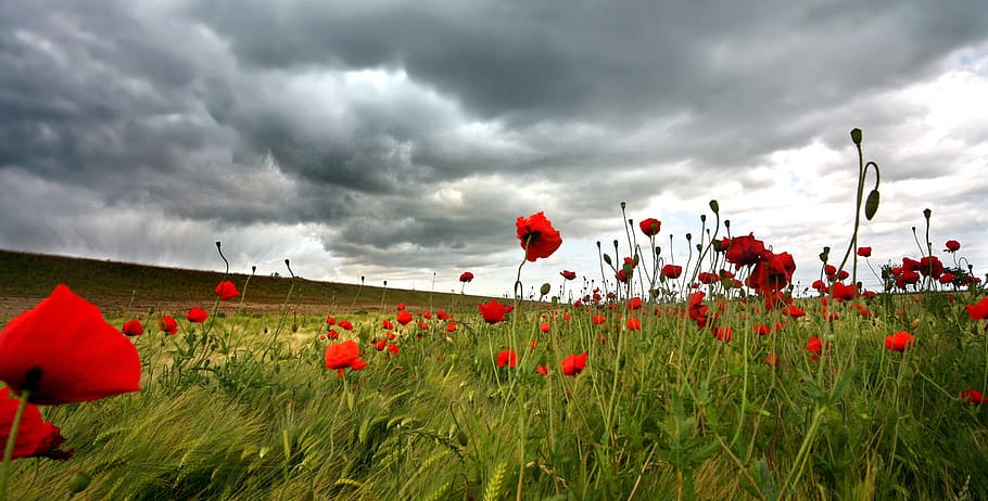 poppies, field, klatschmohn, thunderstorm, weather, grain, cloud - sky, flower, plant, sky