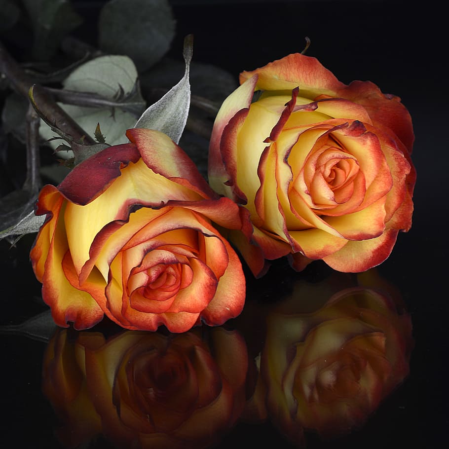 close-up photography, red-and-yellow, rose, flowers, flower, petal, floral, love, mirroring, noble