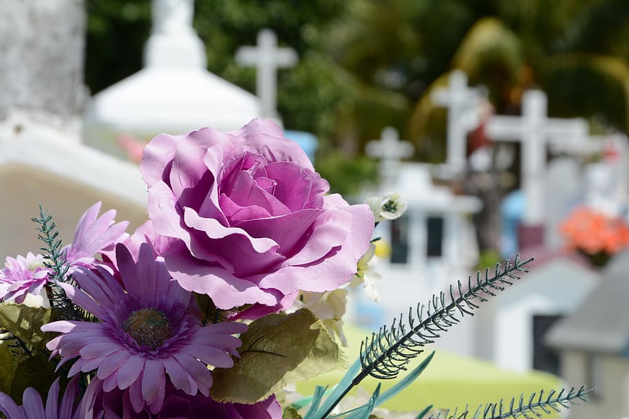 selektif, foto fokus, ungu, mawar, aster, bloom, cementerio, flor, kuburan, kematian