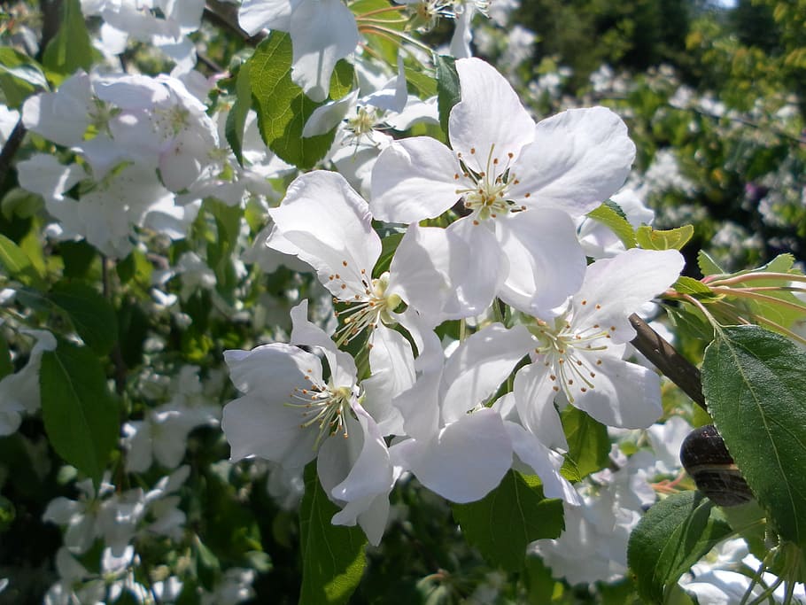 bud, flower, blooming, crab apple, tree, blossom, white, spring, nature, leaf