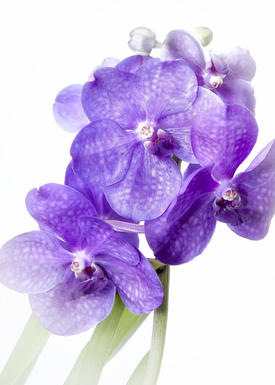 Vanda, Purple, Orchid, vingette, rarely, tropics, exotic, flower, plant, close