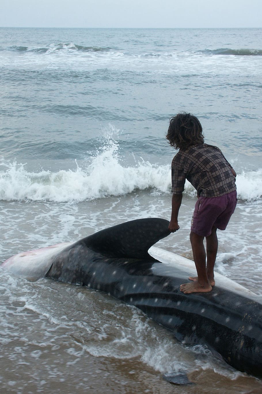 boy, standing, seashore, India, Sea, Ocean, Shark, Whale, cetacean, child