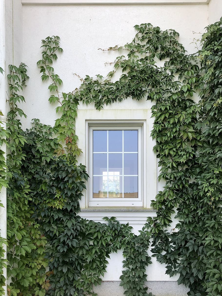ivy, tanaman merambat, dinding rumah, jendela, dedaunan, hijau, daun, tanaman, musim semi, alam