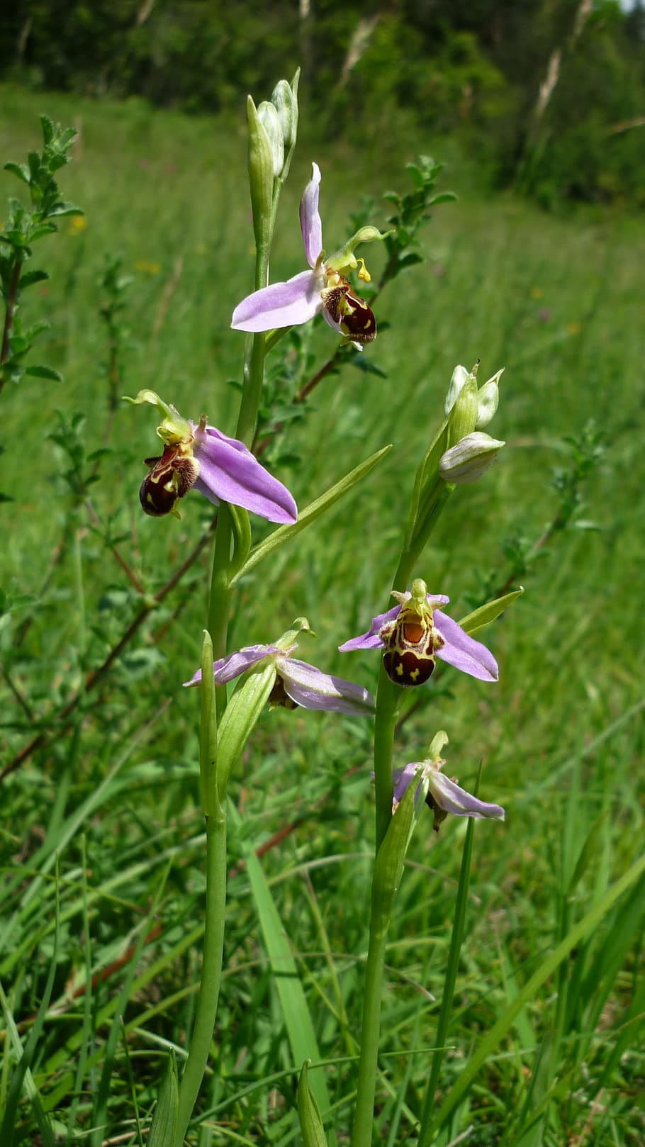 orquídea abeja, orquídea alemana, pradera de montaña, a menudo, una vez rara, insecto-orquídea, protegida, cerca, naturaleza, flor