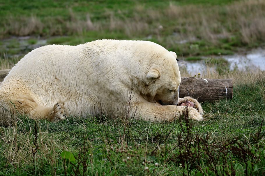 polar bear, white, bear, polar, mammal, animal, wildlife, arctic, nature, wild