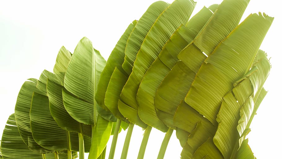 palm tree, brazil, green, leaf, green color, plant part, palm leaf, tropical climate, banana leaf, low angle view
