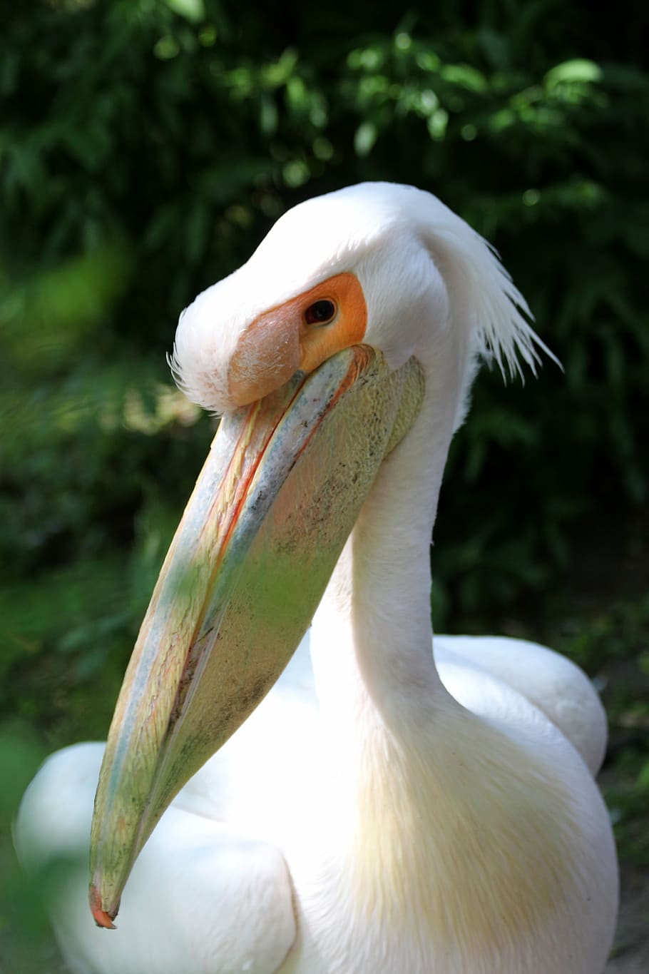 white pelican, bird, pelican, pelecanus onocrotalus, beak, eye, bird's head, animals in the wild, animal themes, animal
