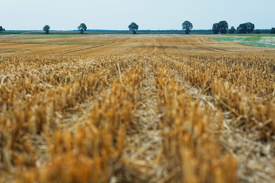 shallow, focus photography, grass, landscape, dried, field, crops, agriculture, nature, rural