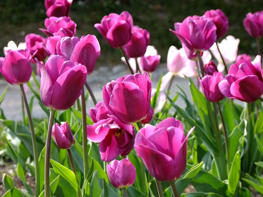 チューリップ, 花, タマネギ, 植物, 春, ピンク, 色, ブルーム, フローラ, タマネギの花