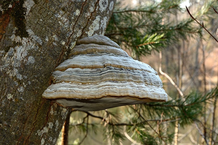 tree fungus, mushroom, tree, mushrooms on tree, nature, forest, forest mushrooms, tribe, wood, beech