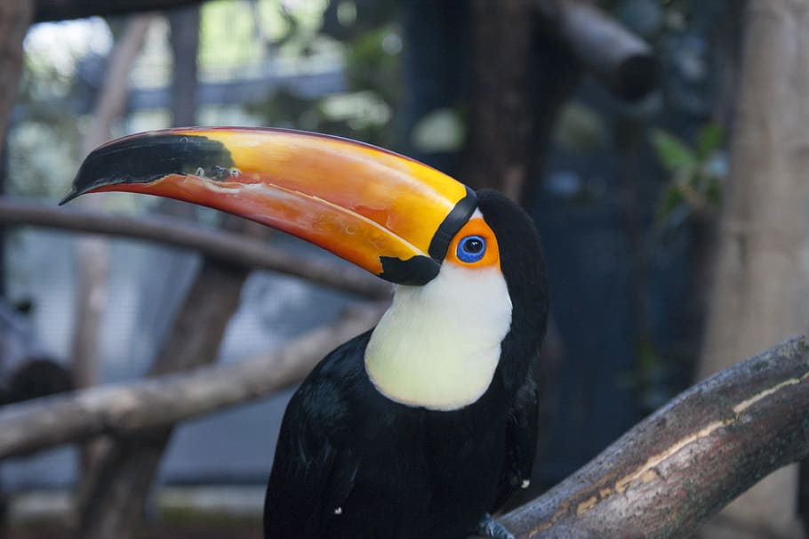 toucan, bird, exotic, zoo, paris, colorful, tropical, bill, animal themes, animal wildlife
