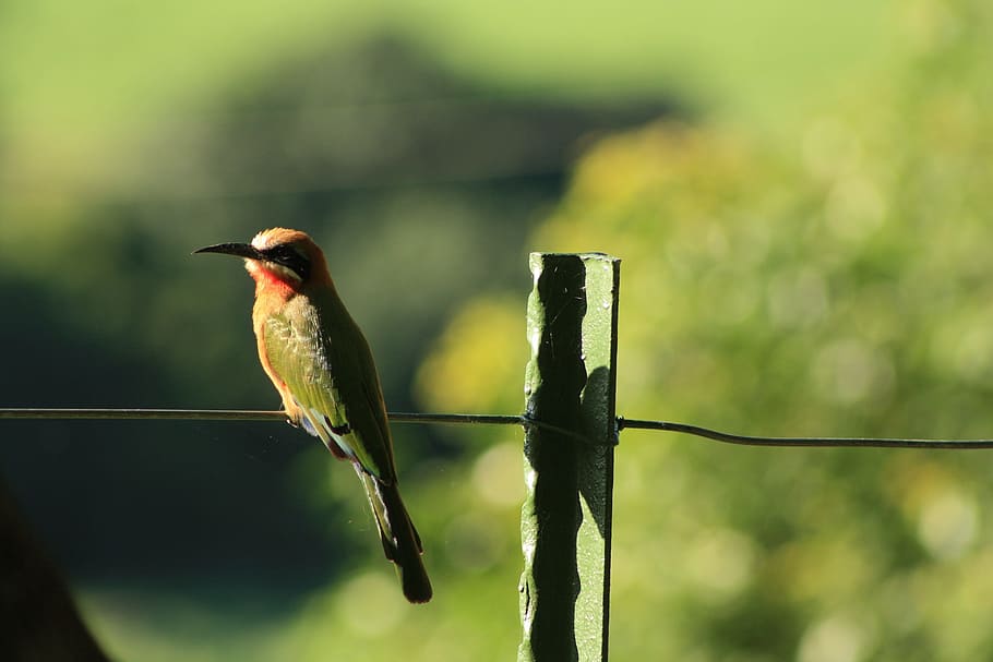 white fronted bee eater, bird, south africa, animals in the wild, animal themes, vertebrate, focus on foreground, animal, one animal, animal wildlife