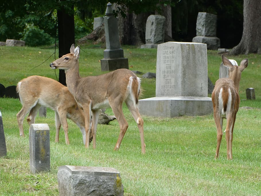 deer, mt avon cemetery, rochester, michigan, group of animals, grass, animal themes, mammal, plant, field